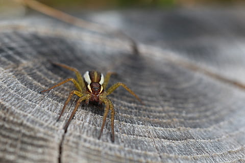 girar, árvore, fechar-se, macro, tronco de árvore, eng, temas animais, animais selvagens, animal, invertebrado, um animal, animais em estado selvagem, aracnídeo, inseto, aranha, artrópode, foco seletivo, dia, ninguém, focar em primeiro plano, ao ar livre, natureza, zoologia, madeira - material, comprimento total, perna de animal, 5K, CC0, domínio público, royalty free