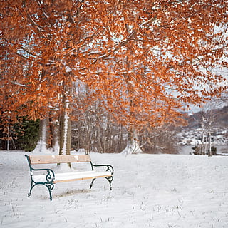 bench, orange, leafed, tree, park, woodland, forest, seat, snow, grey, park bench, flora, plant, outdoors, yew, conifer, colors, magic, equanimity, silence, gmunden, leaves, winter, cold temperature, nature, autumn, beauty in nature, no people, land, change, white color, day, empty, tranquility, scenics - nature, snowing, 8K, CC0, public domain, royalty free