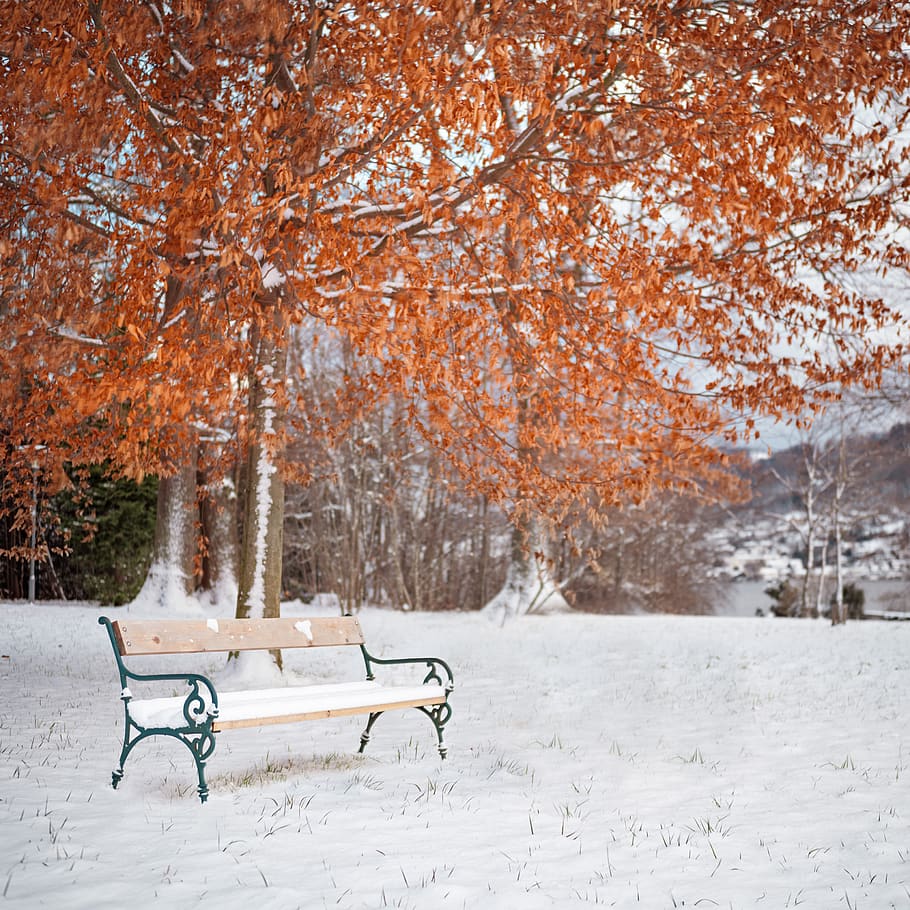 banc, taronja, fulles, arbre, parc, bosc, seient, neu, gris, Banc del parc, flora, planta, a l'aire lliure, teix, conífera, colors, màgia, equanimitat, silenci, gmunden, hivern, temperatura de fred, naturalesa, tardor, bellesa a la natura, cap gent, terra, canvi, Color blanc, dia, buit, tranquil·litat, escenics - natura, nevar, 8K