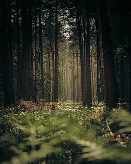 les, strom, rostlina, Německo, Redwood, Příroda, vegetace, umění, malování, slunečního světla, cesta, stín, stromy, nálada, náladový, temný, tajemství, mimo, treeline, přistát, klid, kmen stromu, kufr, růst, krása v přírodě, nikdo, klidné scény, scenics - příroda, mimoměstské scény, den, selektivní zaměření, venku, krajina, idylický, 2K, CC0, veřejná doména, bez autorských práv