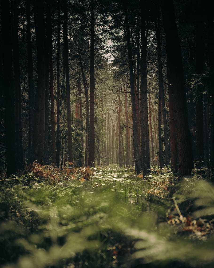 les, strom, rostlina, Německo, Redwood, Příroda, vegetace, umění, malování, slunečního světla, cesta, stín, stromy, nálada, náladový, temný, tajemství, mimo, treeline, přistát, klid, kmen stromu, kufr, růst, krása v přírodě, nikdo, klidné scény, scenics - příroda, mimoměstské scény, den, selektivní zaměření, venku, krajina, idylický, 2K