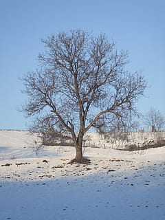 copac, iarnă, zăpadă, arbore gol, cer, frumusețe în natură, teren, scenice - natura, liniște, mediu inconjurator, peisaj, temperatura rece, plantă, ramură, natură, nici o persoana, o scenă liniștită, singurătate, scenă non-urbană, izolat, în aer liber, rece, arid clima, 2K, CC0, domeniu public, fără drepturi de autor