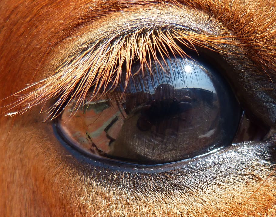ull, cavall, mare, reflexió, un animal, mascotes, mamífer, primer pla, part del cos dels animals, animal, nacional, temes d'animals, animals domèstics, vertebrats, vista, caní, gos, primer pla extrem, ull d’animals, part del cos, percepció sensorial, una persona, globus ocular, pestanya, cap d’animals, herbívors, 2K