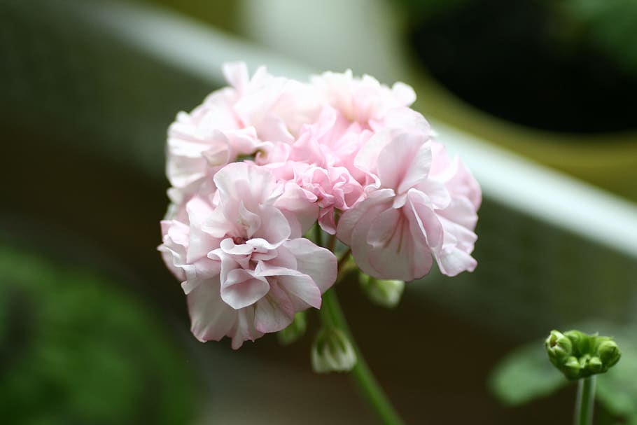 geranio, fiori, fiore, pianta fiorita, pianta, colore rosa, freschezza, bellezza nella natura, fragilità, vulnerabilità, avvicinamento, petalo, crescita, testa di fiore, nessuno, infiorescenza, natura, concentrarsi sulle conoscenze acquisite, giorno, messa a fuoco selettiva, all'aperto, peonia, composizione floreale, lilla, 2K