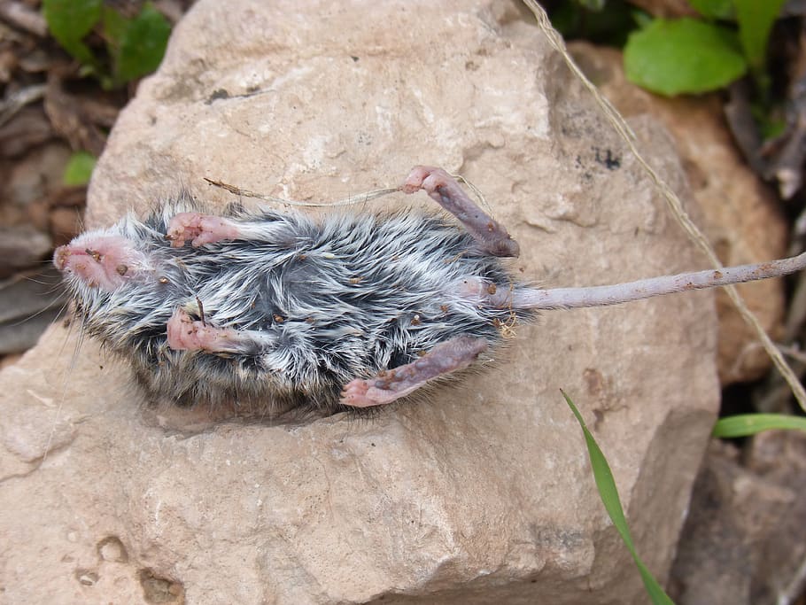 ratolí, ratolí mort, ofegat, temes d'animals, animal, un animal, mamífer, vertebrats, cap gent, dia, animals a la natura, fauna animal, centrar-se en primer pla, naturalesa, rock, sòlid, rock - object, nacional, vista d’angle alt, animals domèstics, primer pla, mascotes, a l'aire lliure, 4K