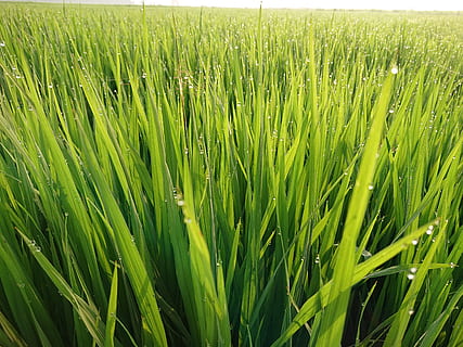 campo, seta, colore verde, pianta, crescita, terra, agricoltura, erba, scena rurale, natura, paesaggio, bellezza nella natura, azienda agricola, pianta di cereali, fotogramma intero, raccolto, nessuno, giorno, la tranquillità, sfondi, freschezza, all'aperto, filo d'erba, 4K, CC0, dominio pubblico, privo di copyright
