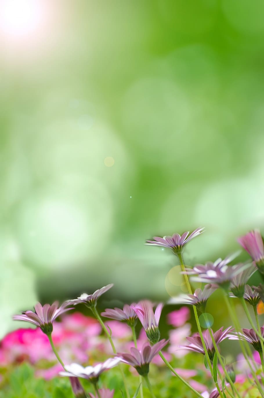 primavera, fons, flor, camp, prat, Pasqua, verd, herba, jardineria, jardí, resum, focus, disseny, colorit, fons de pantalla, desfocalitzar, suau, fullatge, natural, parc, gespa, dia, concepte, full, brillant, assolellat, estiu, llum, sol, herbes, margarida, planta, planta amb flors, creixement, frescor, bellesa a la natura, vulnerabilitat, fragilitat, enfocament selectiu, primer pla, naturalesa, cap gent, color verd, pètal, color rosa, part de la planta, insecte, un animal, cap de flor, a l'aire lliure, 1080P