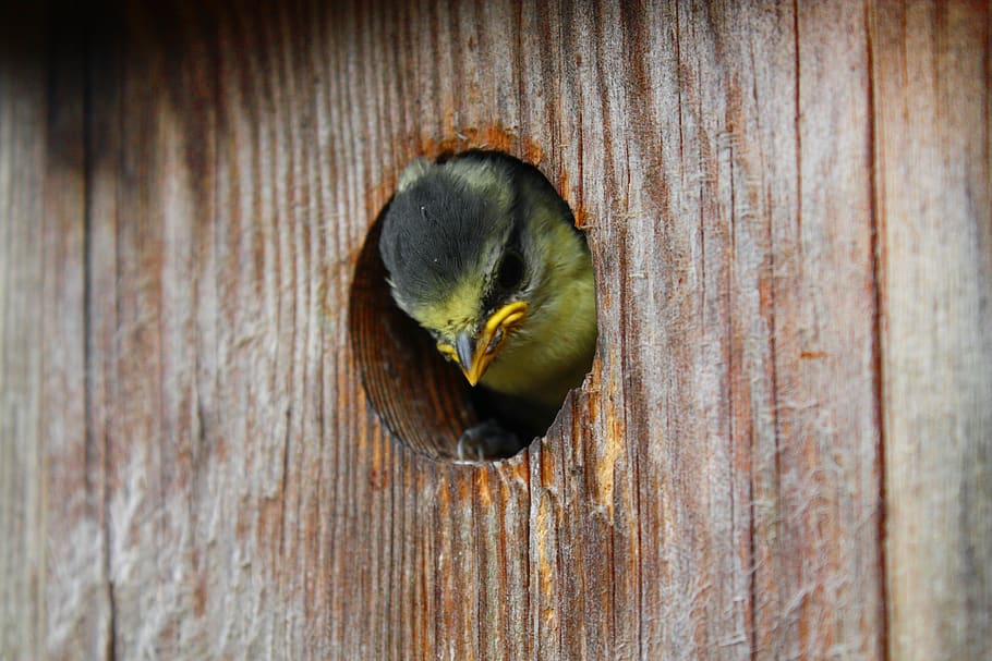 fugl, nesting kasse, tit, nesteplads, træ - materiale, tæt på, ingen mennesker, dyr, et dyr, dyre temaer, dyreliv, tekstureret, mad, mad og drikke, dyr i naturen, dag, hul, sund kost, frugt, direkte over, friskhed, udendørs, hvirveldyr, trækorn, 4K