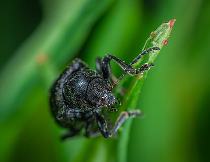 bille, Coleoptera, makro, insekt, hvirvelløse, dyreliv, dyr i naturen, dyr, dyre temaer, et dyr, tæt på, grøn farve, plante, selektiv fokusering, blad, plante del, ingen mennesker, natur, dag, udendørs, fokus på forgrunden, dyr kropsdel, 4K, CC0, offentligt domæne, royaltyfrie