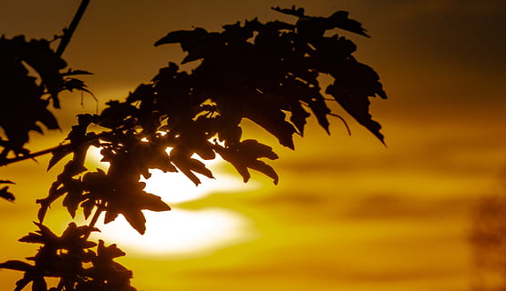 Sonnenuntergang, Landschaftspark, Pflanze, Silhouette, Pflanzenteil, Blatt, Himmel, Natur, Schönheit in der Natur, Wachstum, Baum, keine Leute, draußen, Ast, Ruhe, Fokus auf den Vordergrund, Flachwinkelansicht, Nahansicht, Gelb, hinterleuchtet, orange Farbe, 5K, CC0, gemeinfrei, lizenzfrei