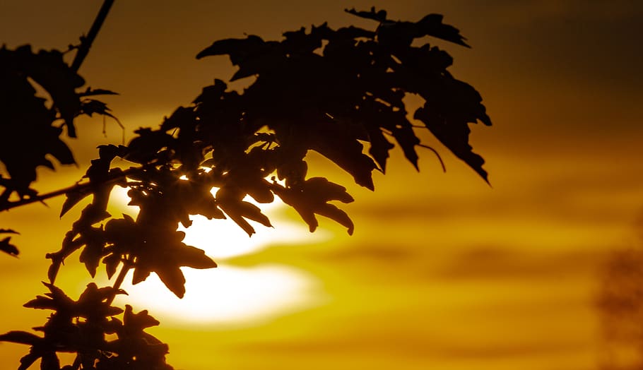 tramonto, parco paesaggistico, pianta, silhouette, parte vegetale, foglia, cielo, natura, bellezza nella natura, crescita, albero, nessuno, all'aperto, ramo, la tranquillità, concentrarsi sulle conoscenze acquisite, Inquadratura dal basso, avvicinamento, giallo, retroilluminato, colore arancione, 5K