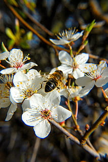 mehiläinen, kukka, mesi, hyönteinen, kevät, siitepöly, puutarha, luonto, makro, omenakukka, kasvi, kauneus luonnossa, hauraus, kasvu, alttius, tuoreus, terälehti, lähikuva, puu, kukka pää, haara, keskittyä etualalle, ei ihmisiä, päivä, ulkona, kirsikankukka, pölytys, kirsikkapuu, 2K, CC0, public domain, rojaltivapaa