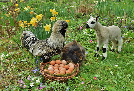velikonoční zajíček, velikonoční, králičí, Pesach, zvíře, zvířat, kvetoucí rostlina, rostlina, domácí mazlíčci, květ, domácí zvířata, domácí, savec, skupina zvířat, obratlovců, Příroda, vejce, hospodářských zvířat, nikdo, den, jídlo, tráva, pole, dvě zvířata, venku, 2K, CC0, veřejná doména, bez autorských práv