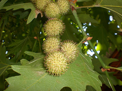 kastanier, kastanje, forår, vækst, blad, plante del, plante, mad og drikke, grøn farve, mad, friskhed, sund kost, ingen mennesker, tæt på, natur, skønhed i naturen, dag, frugt, velvære, fokus på forgrunden, udendørs, sollys, træ, strittende, 2K, CC0, offentligt domæne, royaltyfrie