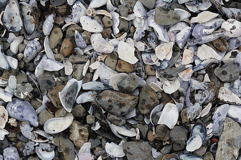 Muscheln, Felsen, Strand, Vollbild, Hintergründe, keine Leute, große gruppe von gegenständen, Tag, High Angle View, Fülle, Natur, Land, Tierwelt, draußen, direkt darüber, Nahansicht, Tier, solide, Feld, trocken, texturiert, Rock, Schale, Blätter, 5K, CC0, gemeinfrei, lizenzfrei