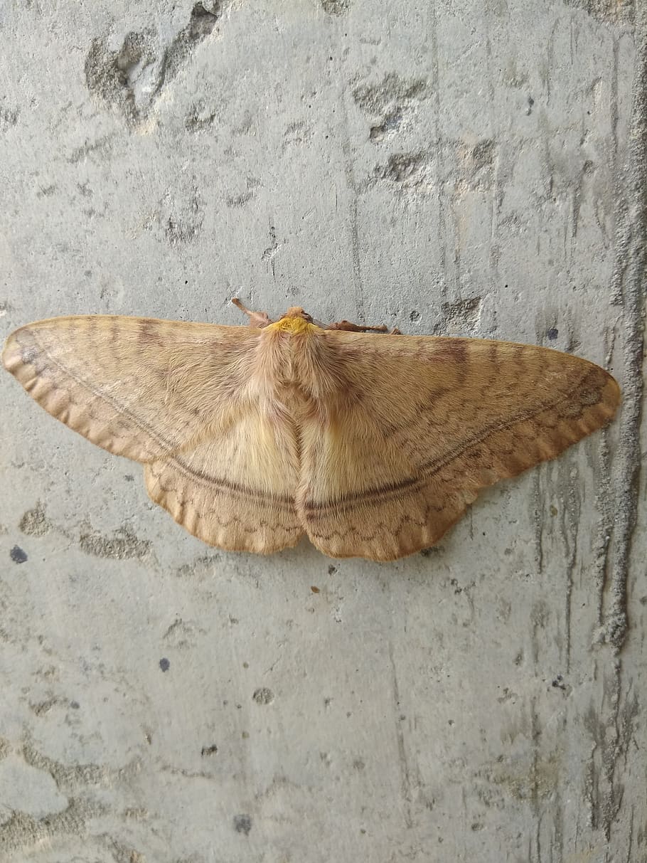 grosso bug, insetto, volare, animale, temi animali, ala animale, falena, fauna selvatica, caratteristica della parete, nessuno, un animale, animali allo stato selvatico, invertebrato, avvicinamento, Marrone, giorno, piuma, all'aperto, direttamente sopra, farfalla - insetto, natura, vista dall'alto, morbidezza, farfalla, 4K
