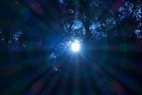 sol, stråler, natur, skog, trær, tre, lysskjær, solstråle, sollys, himmel, skjønnhet i naturen, anlegg, ingen folk, lav vinkel visning, vekst, utendørs, lys - naturlig fenomen, rom, ro, naturskjønnhet - natur, astronomi, lys, bra belyst, streaming, 5K, CC0, offentlig domene, opphavsrett gratis