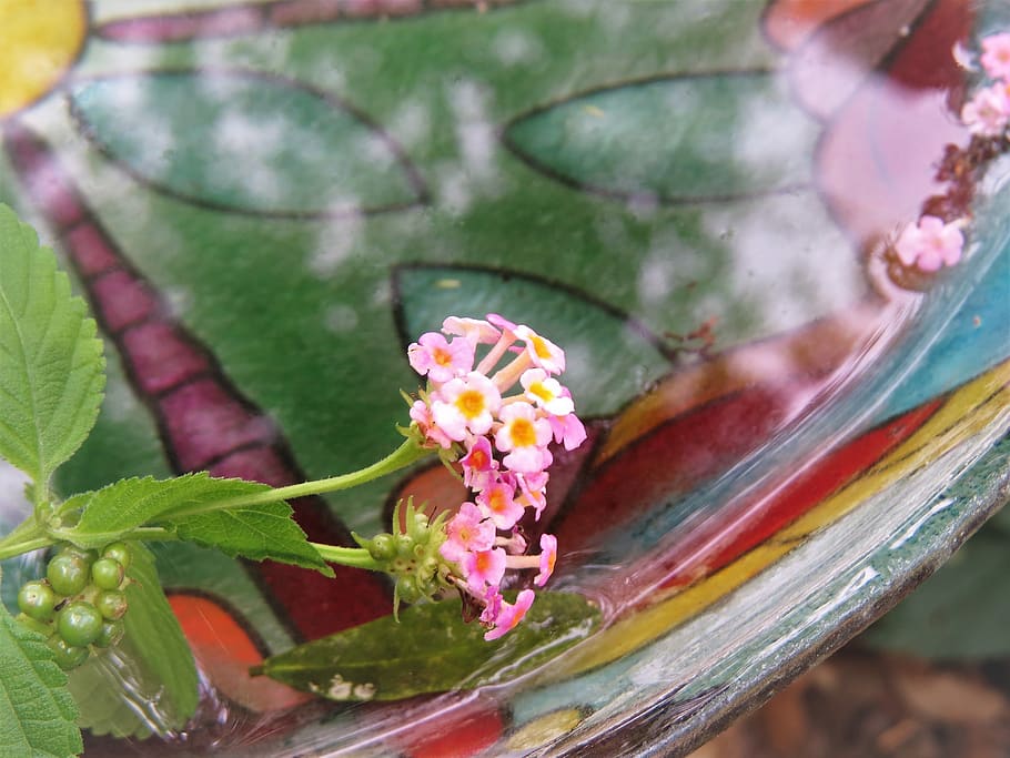 små blomster, farverige fuglebad, refleksioner, blomst, blomstrende plante, plante, skrøbelighed, sårbarhed, friskhed, tæt på, blad, plante del, skønhed i naturen, natur, vækst, ingen mennesker, kronblad, lyserød farve, dag, fokus på forgrunden, blomsterhoved, blomsterstand, botanik, udendørs, pollen, forår, lantana, blomsterkrukke, kirsebær blomst, 4K