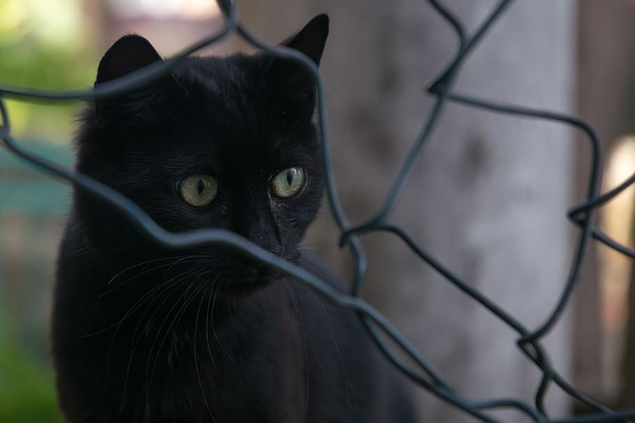 gat, ciutat, reixeta, un animal, temes d'animals, animal, mamífer, gat domèstic, color negre, felí, centrar-se en primer pla, primer pla, cap gent, mascotes, retrat, vertebrats, mirant la càmera, nacional, tanca, animals domèstics, part del cos dels animals, dia, ulls grocs, cap d’animals, bigotis, ull d’animals, 4K