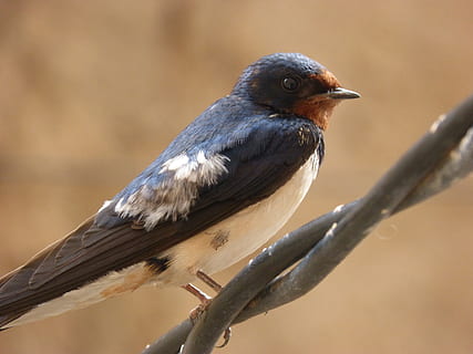 schlucken, Vogel, Kabel, Tierthemen, Tier, Tierwelt, Tiere in freier Wildbahn, Wirbeltier, ein Tier, hocken, keine Leute, Tag, Fokus auf den Vordergrund, Ast, Nahansicht, draußen, Natur, Seitenansicht, in voller Länge, Zweig, suchen, Baum, Profilansicht, 4K, CC0, gemeinfrei, lizenzfrei