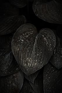 graues Blatt, Pflanze, blühen, Blume, Blatt, Natur, Araceae, Blätter, Grün, Anthurium, Herz, Blütenblatt, Lilie, Teich Lilie, Polster, Venen, Acanthaceae, Plektrum, Kissen, Rose, Geld, Nahansicht, keine Leute, Frische, High Angle View, Pflanzenteil, Wachstum, drinnen, Schönheit in der Natur, Wasser, Lebensmittel, Gemüse, Essen und Trinken, fallen, Zerbrechlichkeit, Verletzlichkeit, 5K, CC0, gemeinfrei, lizenzfrei