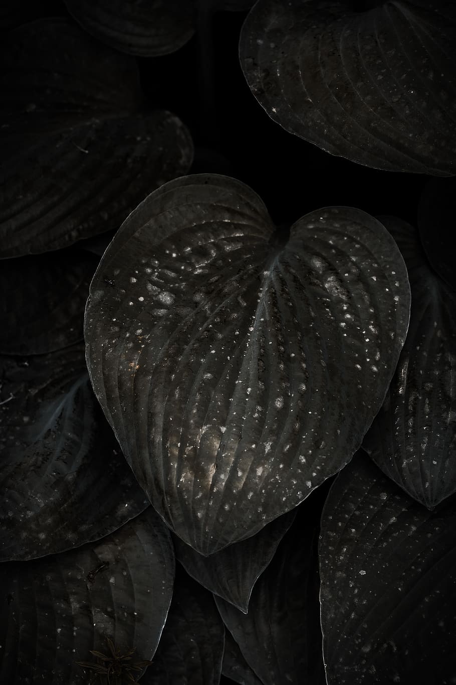 fulla grisa, planta, flor, full, naturalesa, aràcies, fulles, verd, anthurium, cor, pètal, lliri, lliri de l'estany, coixí, venes, acanthaceae, plectre, rosa, diners, primer pla, cap gent, frescor, vista d’angle alt, part de la planta, creixement, a l'interior, bellesa a la natura, aigua, menjar, vegetals, menjar i beguda, tirar, fragilitat, vulnerabilitat, 5K