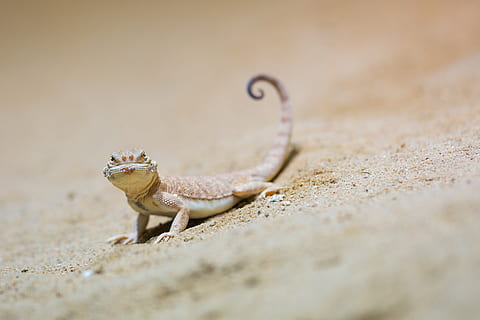 brun firben, firben, krybdyr, dyr, gekko, slange, leguan, natur, udendørs, sand, bygning, boliger, condo, grønne firben, anole, pattedyr, ocelot, panter, leopard, dyreliv, jaguar, dyre temaer, et dyr, dyr i naturen, selektiv fokusering, jord, ingen mennesker, tæt på, dag, hvirveldyr, strand, solid, dyr kropsdel, dyre skala, 5K, CC0, offentligt domæne, royaltyfrie
