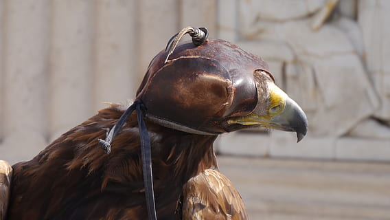 sas, pet, aandacht, dier, dierlijke thema's, één dier, gewerveld, vogel, dierenleven, focus op de voorgrond, detailopname, dierlijke lichaamsdeel, dag, dieren in het wild, geen mensen, roofvogel, dierenkop, bruin, bek, buitenshuis, zonlicht, zoogdier, op zoek, plantenetend, dierlijke neus, adelaar, 2K, CC0, publiek domein, royaltyvrij