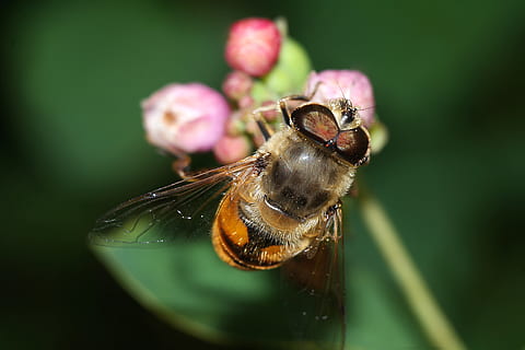 insekt, makro, natur, winged insekter, dyre temaer, hvirvelløse, dyr, et dyr, dyreliv, tæt på, dyr i naturen, bi, plante, blomst, fokus på forgrunden, blomstrende plante, skønhed i naturen, skrøbelighed, ingen mennesker, grøn farve, dag, sårbarhed, bestøvning, udendørs, blomsterhoved, humlebi, lilla, 5K, CC0, offentligt domæne, royaltyfrie