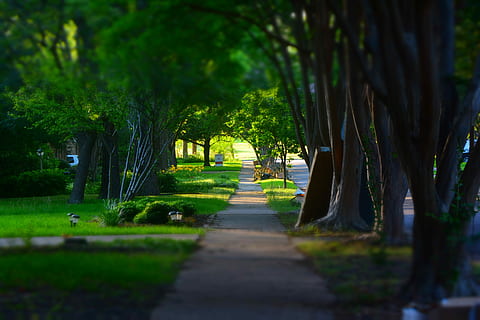 trottoir, des arbres, miniature, plante, arbre, croissance, direction, la nature, la voie à suivre, couleur verte, personne, sentier, beauté dans la nature, parc, journée, en plein air, tranquillité, parc - espace créé par l'homme, mise au point sélective, route, scène tranquille, lumière du soleil, herbe, perspective décroissante, bordé d'arbres, 5K, CC0, domaine public, libre de droits