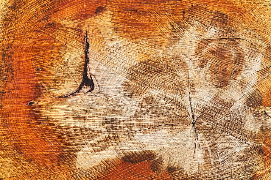 arbre, secció, textura, anells, naturalesa, fons, natural, marró, M'agrada, estructura, marc complet, material de fusta, patró, primer pla, cap gent, fusta, patró natural, dia, esquerdat, a l'interior, aspre, monstre de l'arbre, vista d’angle alt, escorça, gra de fusta, anell d’arbre, 4K