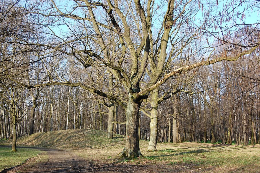 arbre, primavera, marxa, parc, planta, terra, arbre nu, tranquil·litat, tronc de l'arbre, tronc, naturalesa, bosc, cap gent, bellesa a la natura, dia, escenics - natura, creixement, branca, escena no urbana, escena tranquil·la, a l'aire lliure, camp, treelined, 2K
