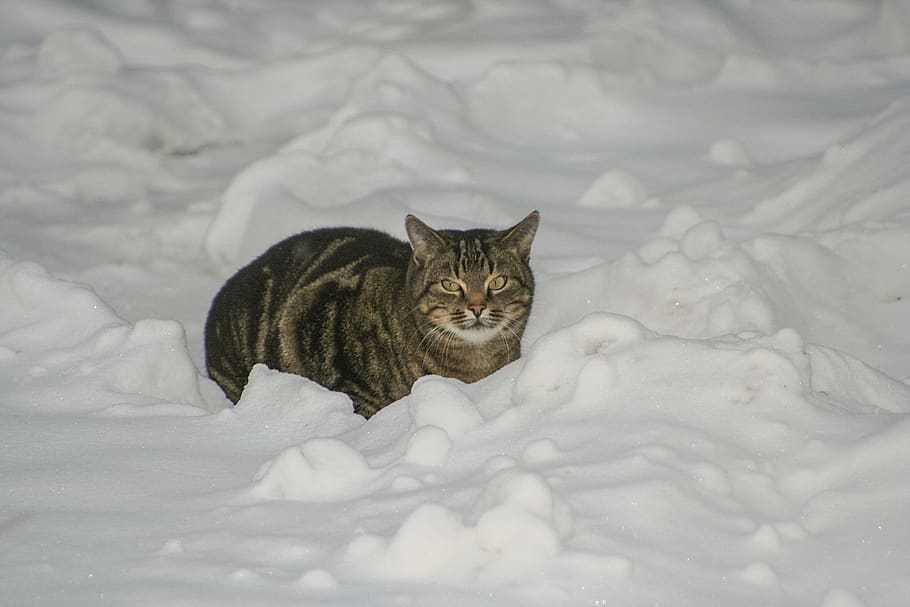 Katze, Winter, Schnee, inländisch, Haustiere, Säugetier, Tier, Tierthemen, katzenartig, Hauskatze, ein Tier, kalte Temperatur, keine Leute, Wirbeltier, Kamera betrachten, Porträt, Sitzung, Natur, Whisker, tabby, 2K