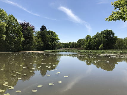 waters, tree, reflection, lake, plant, water, sky, tranquility, nature, tranquil scene, scenics - nature, beauty in nature, day, cloud - sky, no people, waterfront, non-urban scene, growth, green color, outdoors, 4K, CC0, public domain, royalty free