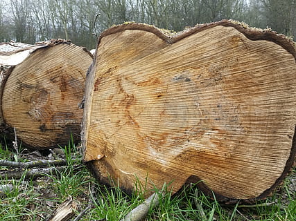 Baum, Holz, Stämme, Baumringe, Holz - Material, Natur, Bauholz, Log, Pflanze, Land, keine Leute, Tag, Wald, Abholzung, Gras, draußen, braun, Feld, Nahansicht, Muster, texturiert, Baumstamm, Borke, Baumring, Holzmaserung, 2K, CC0, gemeinfrei, lizenzfrei