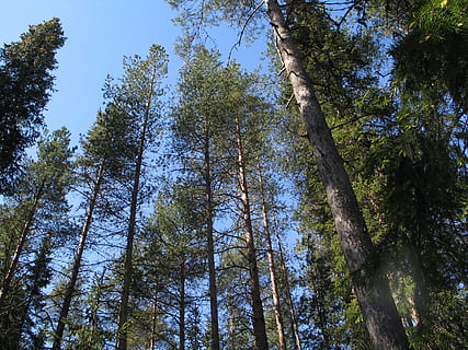 alberi di pino, pineta, foresta di legname, albero, pianta, Inquadratura dal basso, tronco d'albero, tronco, foresta, crescita, terra, la tranquillità, alto - alto, cielo, nessuno, giorno, bosco, bellezza nella natura, natura, all'aperto, scena tranquilla, colore verde, scenics - natura, baldacchino di albero, direttamente sotto, bambù - pianta, albero di conifere, 2K, CC0, dominio pubblico, privo di copyright