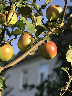 Apfelbaum, Äpfel, Baum, Obst, gesundes Essen, Essen und Trinken, Lebensmittel, Frische, Wachstum, Pflanze, Blatt, Wohlbefinden, Pflanzenteil, Natur, Obstbaum, keine Leute, Nahansicht, Apfel - Frucht, Fokus auf den Vordergrund, Tag, Ast, draußen, reif, 4K, CC0, gemeinfrei, lizenzfrei