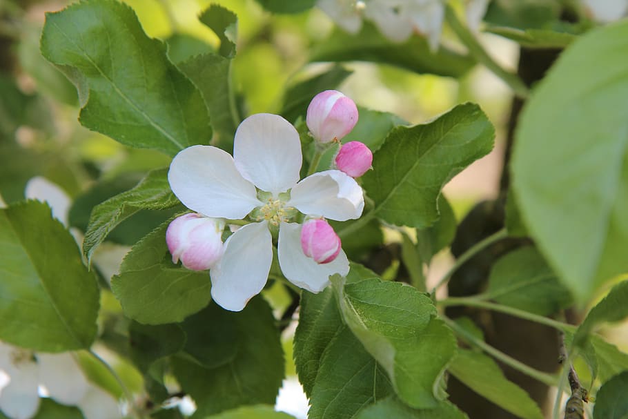 æble, frugt træ, Forårsblomstrende, blomst, blomstrende plante, plante, blad, plante del, friskhed, vækst, skønhed i naturen, kronblad, tæt på, skrøbelighed, sårbarhed, blomsterstand, blomsterhoved, grøn farve, natur, ingen mennesker, dag, fokus på forgrunden, lyserød farve, udendørs, 5K