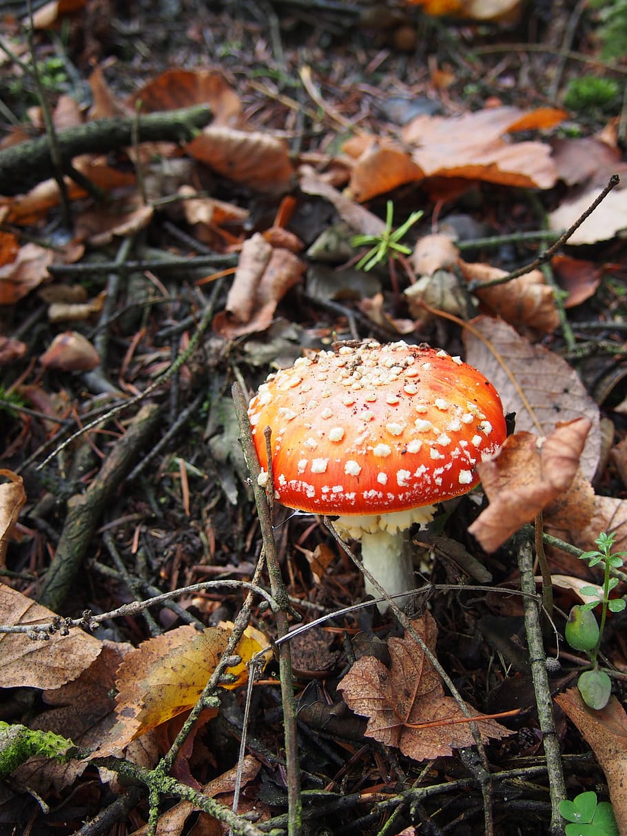 cogumelo, boleto, floresta, fungo, vegetal, terra, cogumelo fly agaric, Comida, crescimento, campo, fechar-se, plantar, folha, dia, parte da planta, natureza, ninguém, cogumelo comestível, beleza na natureza, vermelho, ao ar livre, venenoso, mudança, 4K