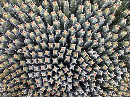 model, fundal de ecran, structura, abstract, cadru complet, fundaluri, planta suculentă, nici o persoana, cactus, zi, abundenţă, a închide, modelul natural, natură moartă, texturată, repetiţie, ghimpat, grup mare de obiecte, creştere, plantă, în aer liber, Culoarea verde, frumusețe în natură, 2K, CC0, domeniu public, fără drepturi de autor