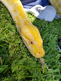 serp, albino, python, primer pla, color verd, planta, cap gent, creixement, dia, naturalesa, vista d’angle alt, frescor, animal, un animal, part de la planta, full, temes d'animals, a l'aire lliure, fauna animal, animals a la natura, menjar i beguda, menjar, vertebrats, 4K, CC0, domini públic, lliure de regalies