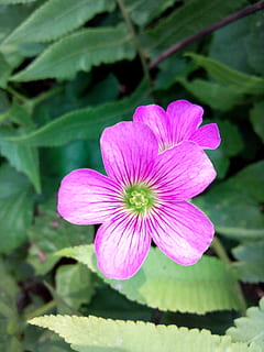flor, pan, hierba, planta floreciendo, planta, fragilidad, vulnerabilidad, frescura, belleza en la naturaleza, crecimiento, cabeza de flor, inflorescencia, pétalo, de cerca, color rosa, nadie, día, naturaleza, centrarse en primer plano, hoja, parte de la planta, polen, púrpura, 2K, CC0, dominio público, libre de derechos