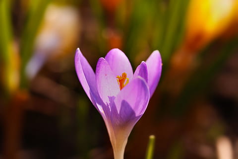 croco, fiore, primavera, pianta fiorita, freschezza, pianta, fragilità, vulnerabilità, bellezza nella natura, petalo, avvicinamento, crescita, infiorescenza, testa di fiore, viola, concentrarsi sulle conoscenze acquisite, nessuno, polline, natura, colore rosa, giorno, iris, 5K, CC0, dominio pubblico, privo di copyright