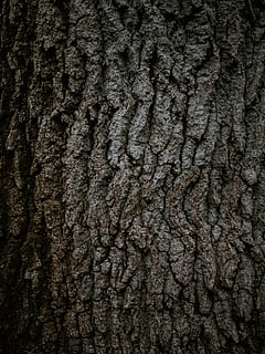 brauner Baumstamm, Baumstamm, Pflanze, Baum, Teppich, Textur, Borke, Holz, Annonaceae, Eiche, Hartholz, Notenblätter, vergrößern, Geweih, Algen, können, Zinn, Milchkanne, Säugetier, Tier, Nagetier, Hintergründe, texturiert, Vollbild, Kofferraum, Nahansicht, keine Leute, Rau, Pflanzenrinde, natürliches Muster, Muster, braun, Natur, abstrakt, extreme Nahaufnahme, Tag, Struktureffekt, draußen, abstrakte Hintergründe, natürlicher Zustand, 8K, CC0, gemeinfrei, lizenzfrei