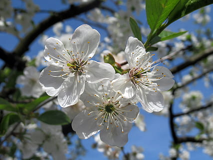 primavera, amarena, pianta fiorita, pianta, fiore, fragilità, freschezza, vulnerabilità, crescita, bellezza nella natura, Colore bianco, fiorire, albero, petalo, avvicinamento, natura, infiorescenza, polline, ramo, testa di fiore, albero da frutta, nessuno, fiore di ciliegio, all'aperto, ciliegio, 5K, CC0, dominio pubblico, privo di copyright