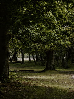 arbres de fulles verdes, planta, arbre, tronc de l'arbre, a l'aire lliure, vegetació, sòl, animal, mamífer, cérvol, vida salvatge, roba, abric, herba, naturalesa, full, làpida, tomba, sequoia, maple, tranquil·litat, bellesa a la natura, terra, cap gent, escena tranquil·la, dia, creixement, parc, color verd, tronc, medi ambient, ombra, bosc, escenics - natura, treelined, 5K, CC0, domini públic, lliure de regalies