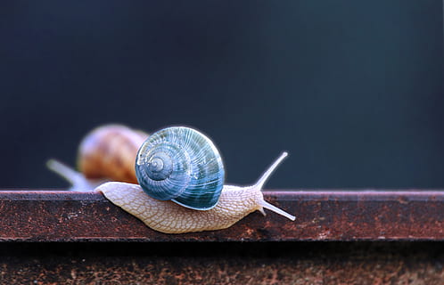 Schnecke, Blau, Schneckenhaus, Fortschritt, Zoll, rutschen, Tierwelt, Tierthemen, Tier, wirbellos, Schale, Gastropode, ein Tier, Weichtier, Tiere in freier Wildbahn, Tierhülle, Langeweile, Nahansicht, Tierkörperteil, Tierantenne, keine Leute, Natur, kopieren sie platz, schleimig, kriechen, klein, 4K, CC0, gemeinfrei, lizenzfrei
