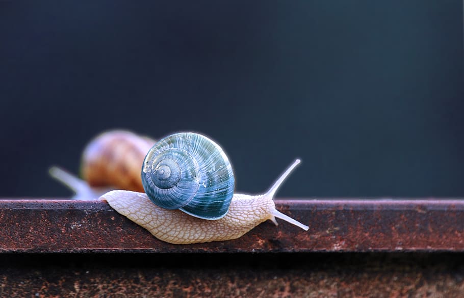 cargol, blau, closca de cargol, progrés, progressar, polzada, lliscar, fauna animal, temes d'animals, animal, invertebrat, shell, gasteròpode, un animal, mol·lusc, animals a la natura, closca d’animals, avorriment, primer pla, part del cos dels animals, antena animal, cap gent, naturalesa, còpia espai, viscós, rastreig, petit, 4K
