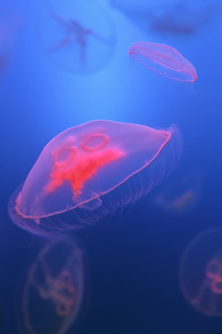 immers, peix, fons de pantalla, meduses, fauna animal, mar, temes d'animals, sota l'aigua, animals a la natura, animal, aigua, la vida marina, marí, invertebrat, nedar, blau, grup d’animals, naturalesa, cap gent, submarí, bellesa a la natura, primer pla, profund, flotant a l'aigua, a l'aire lliure, fons blau, biologia, verinós, peixos d’aigua salada, lluminositat, 1080P