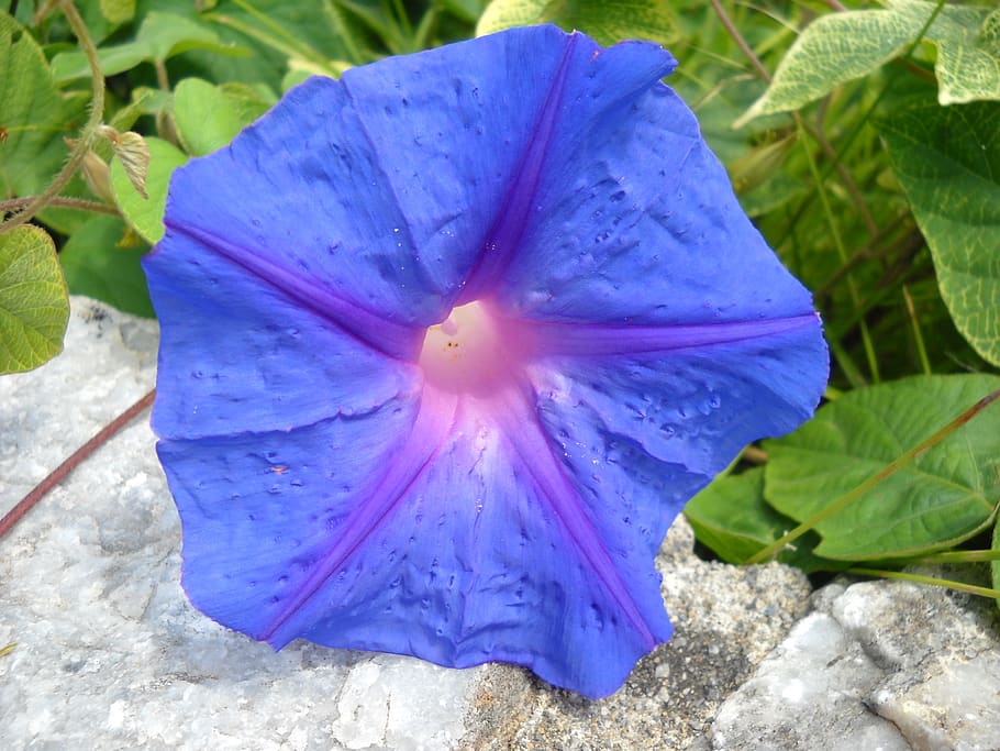 fil d’embut, vents, flor, florir, blau, planta amb flors, planta, bellesa a la natura, frescor, vulnerabilitat, pètal, inflorescència, fragilitat, primer pla, creixement, cap de flor, part de la planta, full, naturalesa, dia, porpra, cap gent, a l'aire lliure, pol·len, 2K